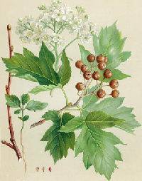 Sorbus torminalis, Tarmvrid-Røn Sorbus torminalis, Tarmvrid røn